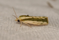 Earias huegeliana
