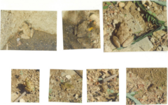 Fejervarya limnocharis