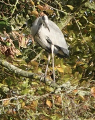 Ardea cinerea