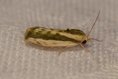 Earias huegeliana