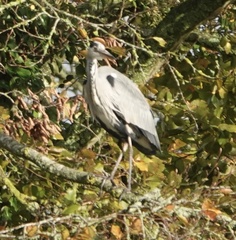 Ardea cinerea