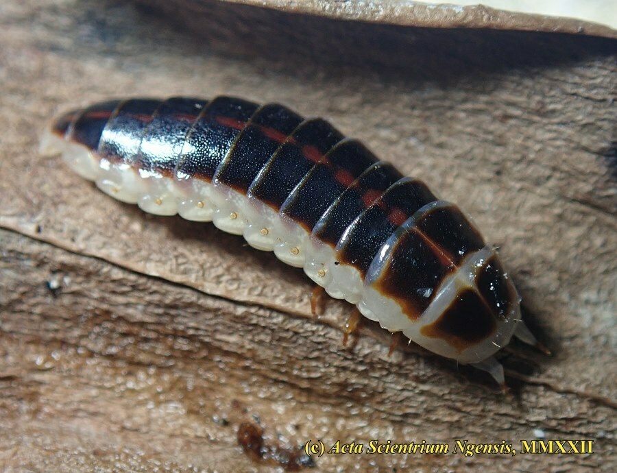 Stenocladius