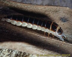 Stenocladius bicoloripes