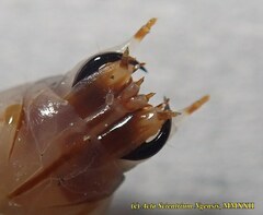 Stenocladius bicoloripes