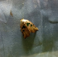 Xenochroa chlorostigma