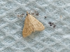 Paracorsia repandalis