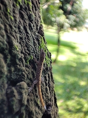 Cnemaspis mysoriensis