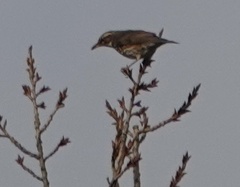 Turdus iliacus