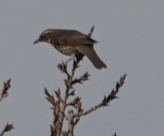 Turdus iliacus