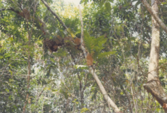 Drynaria quercifolia