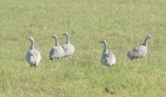 Cereopsis novaehollandiae