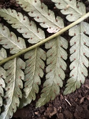Dryopteris sandwicensis