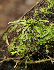 Notogrammitis billardierei