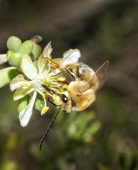 Eucera