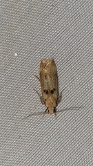 Anisoplaca acrodactyla