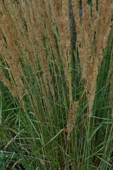 Calamagrostis × acutiflora
