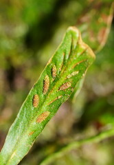 Notogrammitis billardierei