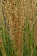 Calamagrostis × acutiflora