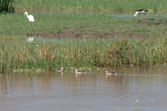 Nettapus coromandelianus