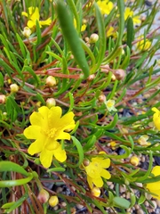 Hibbertia stellaris