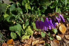 Campanula rapunculoides