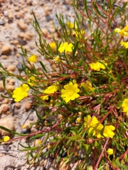 Hibbertia stellaris