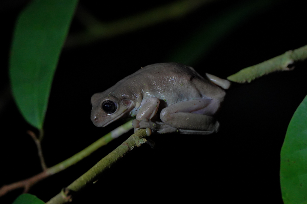 Chocolate Tree Frog