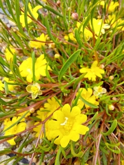 Hibbertia stellaris
