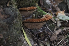 Fuscoporia torulosa