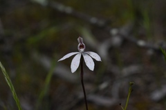 Caladenia fuscata