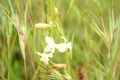 Dipcadi ursulae
