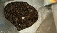 Malayopython reticulatus