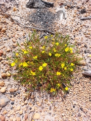 Hibbertia stellaris