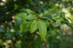 Landolphia kirkii