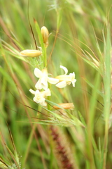 Dipcadi ursulae