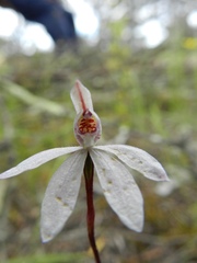 Caladenia fuscata