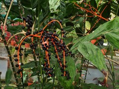 Chamaedorea oblongata