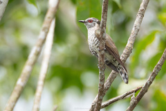 Chrysococcyx minutillus