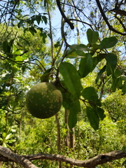 Landolphia kirkii