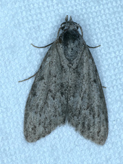 Nola pleurosema