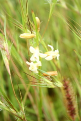Dipcadi ursulae