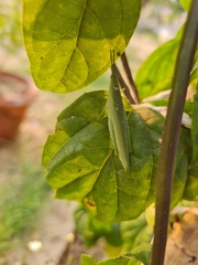 Atractomorpha lata