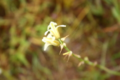 Dipcadi ursulae