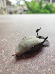 Dicaeum erythrorhynchos