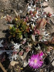 Delosperma mariae