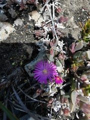 Delosperma mariae