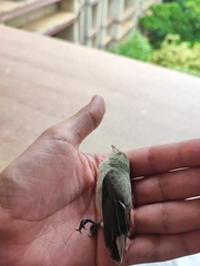 Dicaeum erythrorhynchos