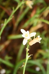 Dipcadi ursulae