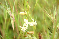 Dipcadi ursulae