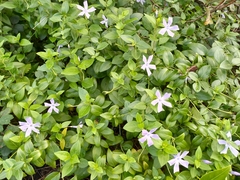 Vinca difformis